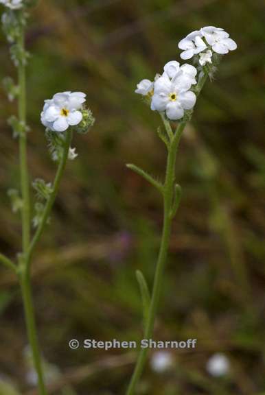 cryptantha flaccida 2 graphic